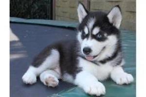 Regalo cachorros husky siberiano en adopción