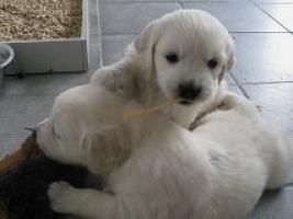 Regalo Impresionate Cachorros Golden Retriever para su adopcion l