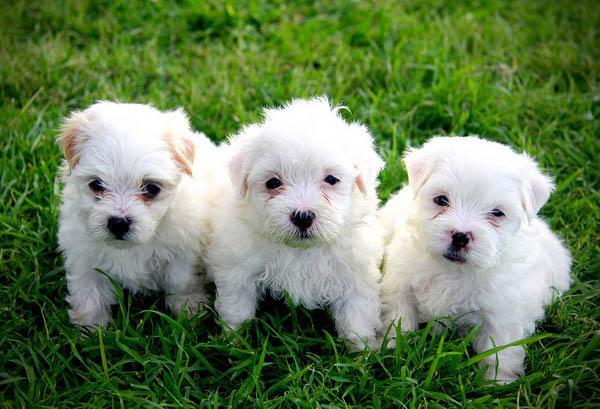 Regalo Mini Toy Cachorros Bichon Maltes