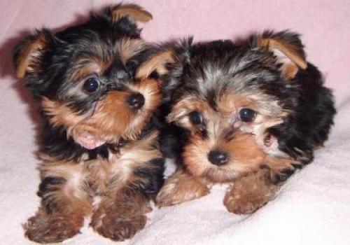 Regalo Cachorros Yorkshire Terrier Mini To para su adopcion libr