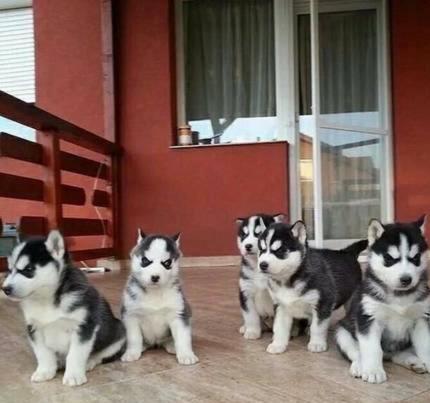 Regalo Preciosos Cachorros Husky Siberiano.