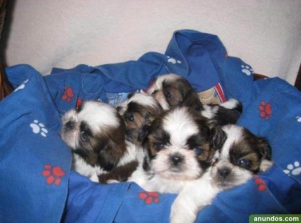 Regalo cachorros de Shih Tzu