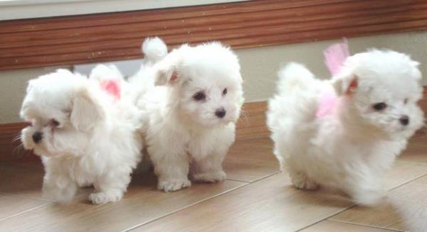 Cachorros Bichon Maltes mini toy