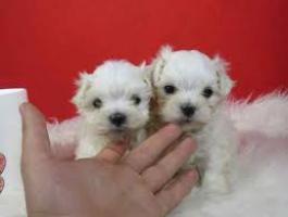 Cachorros Bichon Maltes mini toy