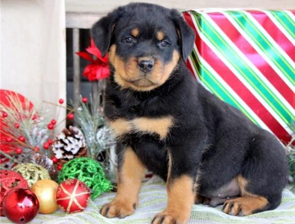 Regalo macho y hembra Rottweiler cachorros