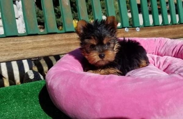 Regalo Yorkshire Terrier Cachorros Para la Adopción