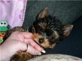 Regalo Yorkshire Terrier Cachorros Para la Adopción