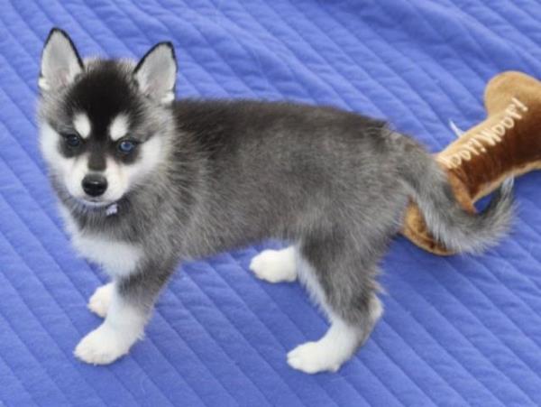 Regalo Husky Siberiano Para Adopcion