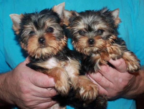 Regalo Cachorros Yorkshire Terrier Mini To para su adopcion