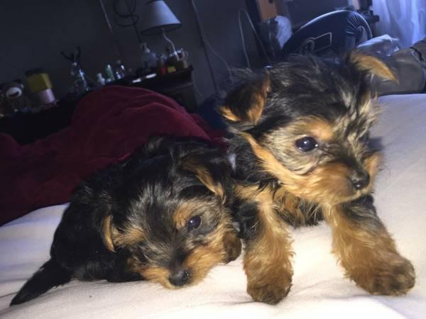 Regalo Cachorros Yorkshire Terrier Mini To para su adopcion