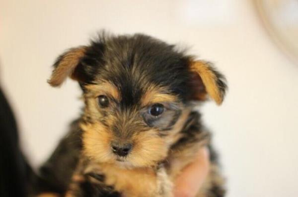 Regalo Cachorros Yorkshire Terrier Mini To para su adopcion