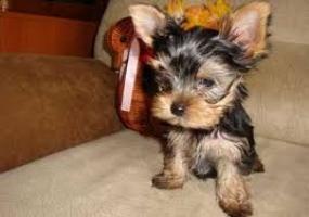 Regalo cachorros yorkshire terrier