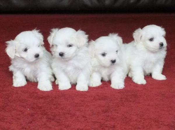 Regalo Bichon Maltes Toy Disponibles