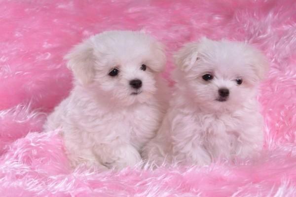 Regalo Mini Toy Cachorros Bichon Maltes