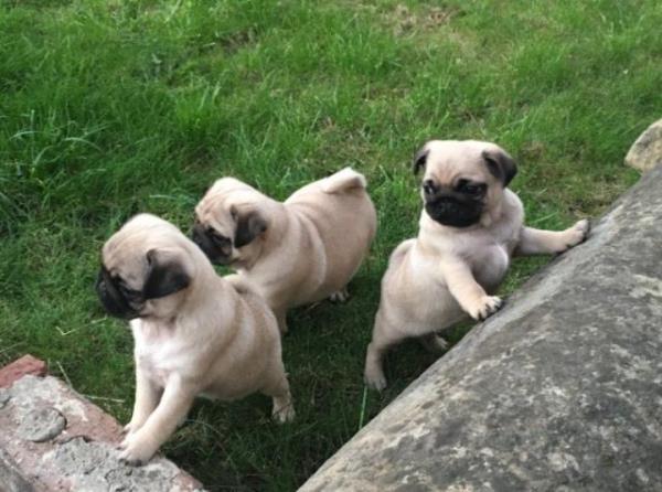 Regalo pug carlino cachorros para adopcion