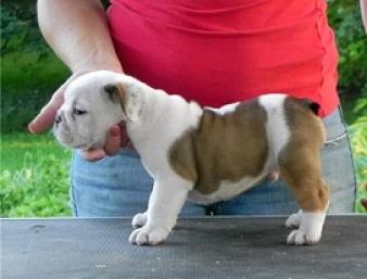 Regalo adorables bulldog ingles cachorros