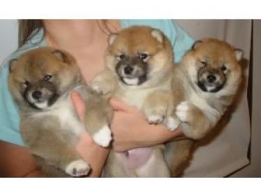 Regalo Excelente cachorros Shiba Inu de 2 meses,