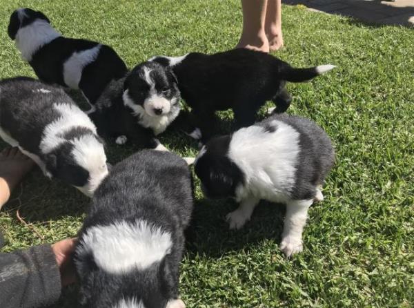 Regalo Excelente cachorros Border Collies de 2 meses