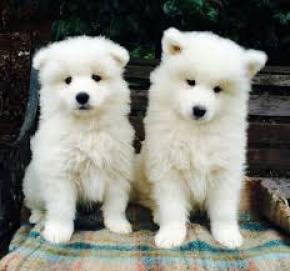 Regalo Magnifico Cachorros Samoyedo