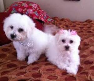 Cachorros Bichon Maltes mini toy