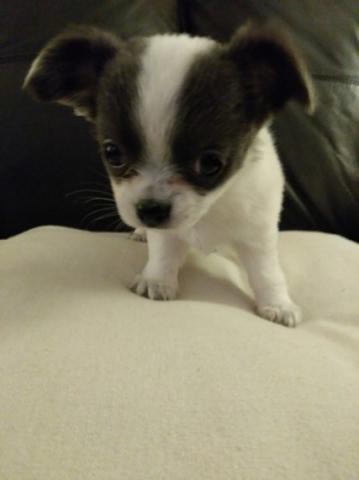 Regalo macho y hembra Chihuahua cachorros