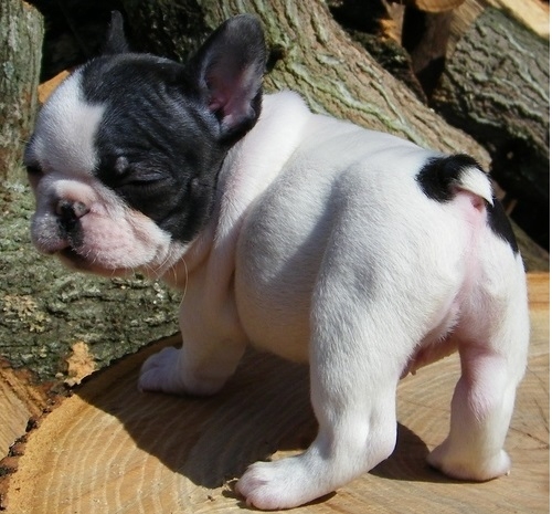 cachorros de bulldog francés de calidad y saludable