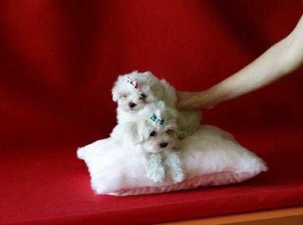 Regalo mini toy cachorros bichon maltes macho y hembra