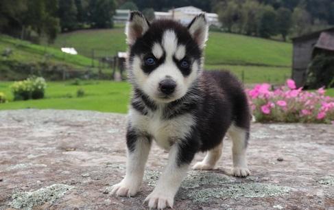 Regalo Preciosos Cachorros Husky Siberiano