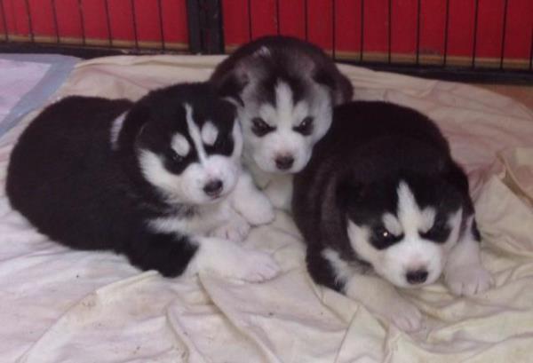 Regalo Preciosos Cachorros Husky Siberiano