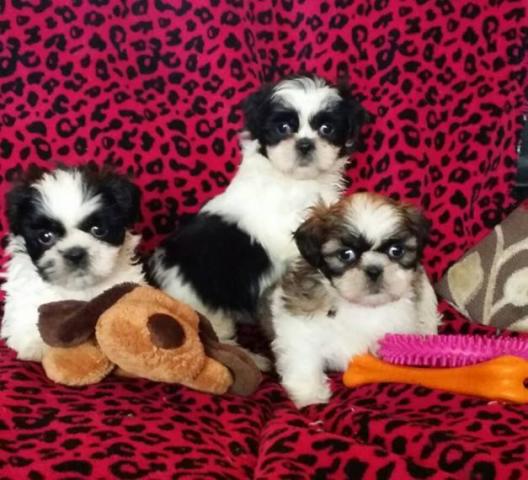 Regalo cachorros de Shih Tzu