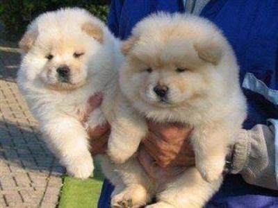 Regalo Camada Cachorros Chow Chow,