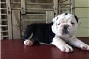 REGALO CAMADA BULLDOG INGLES