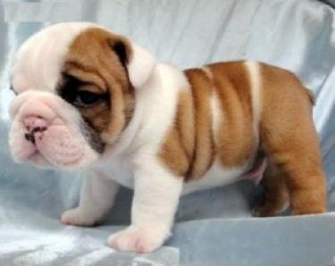 Regalo adorables bulldog ingles cachorros con vacuna