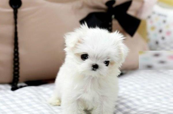 Regalo preciose cachorros Bichon maltes mini toy gratis