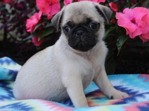 cachorros de pug carlino saludables para adopción