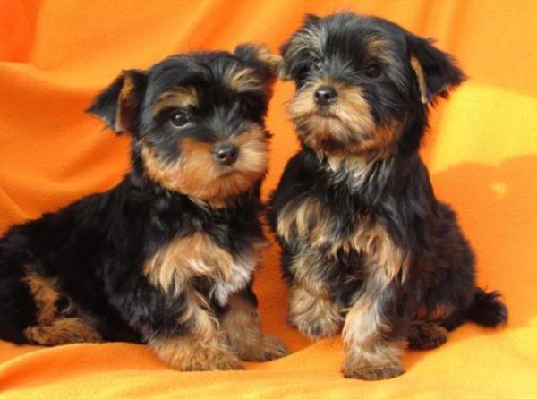 Regalo macho y hembra Yorkshire terrier cachorros