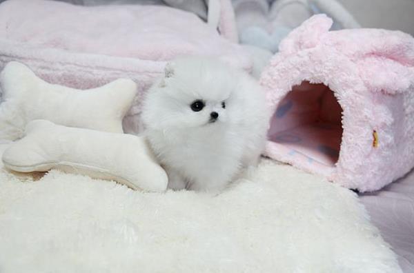 Regalo cachorros Pomerania Machos y hembras disponibles