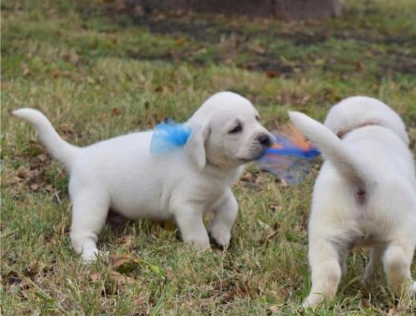 Regalo macho y hembra Labradores cachorros