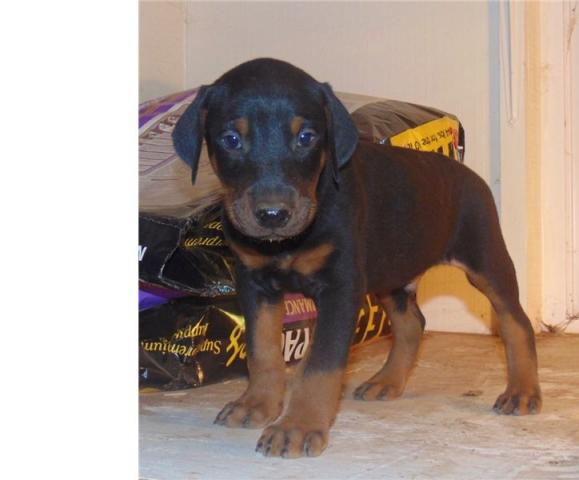 Regalo macho y hembra Dobermans cachorros