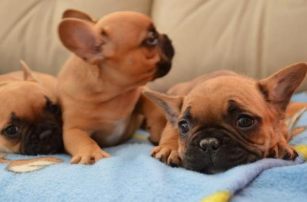 Este cachorro de bulldog francés tiene 12 semanas de edad