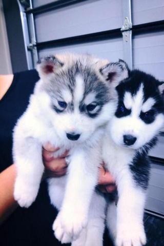 Regalo Preciosos Cachorros Husky Siberiano