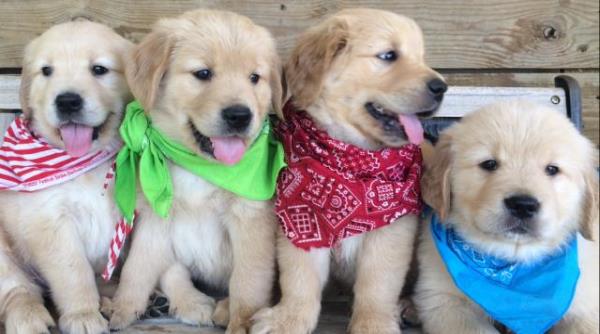 Regalo Impresionate Cachorros Golden Retriever