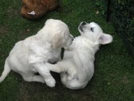 Regalo Impresionate Cachorros Golden Retriever