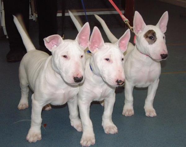 Regalo Economicos Cachorros Bull Terrier