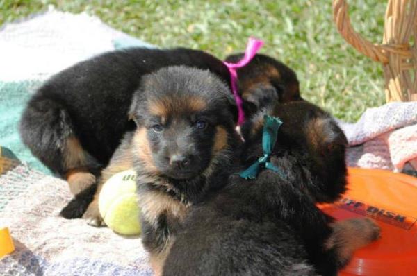 Regalo Fantastico Cachorros Pastor Aleman