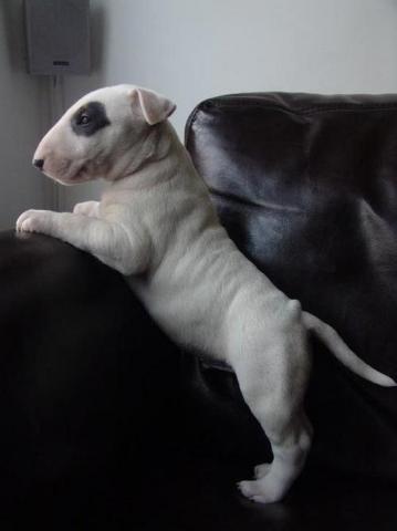 Regalo macho y hembra cachorros bullterrier en adopcion