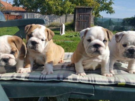 MARAVILLOSO REGALO BULLDOG INGLESES