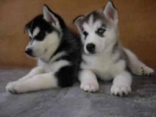 Regalo macho y hembra Husky siberiano cachorros