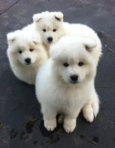 Preciosa camada de samoyedo para regalo