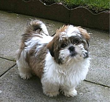 Regalo cachorros de Shih Tzu